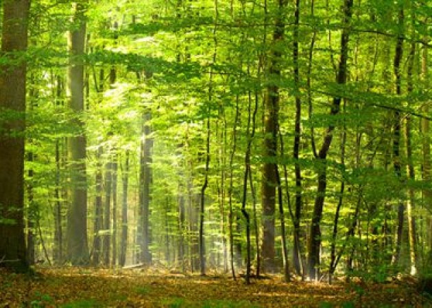 Sposoby ochrony drzew czyli gospodarka drzewostanem