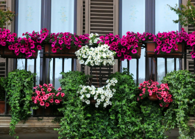 Najlepsze rośliny balkonowe na wiosnę